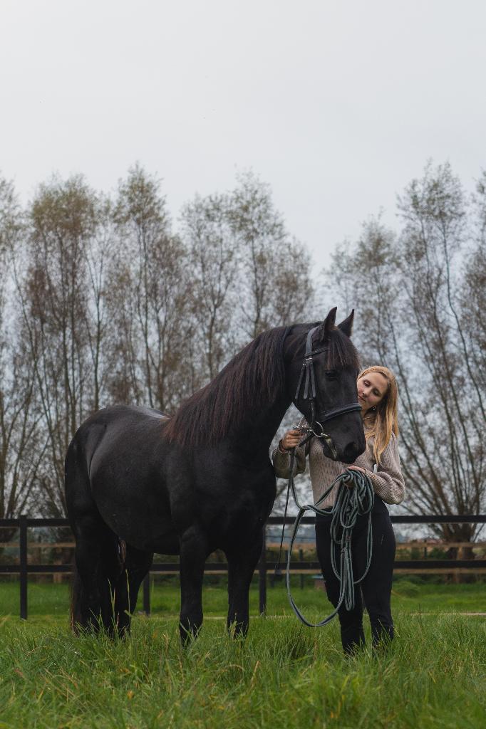 4-jarige friese ruin, Vermifugé, Hongre, Débourré, Moins de 160 cm