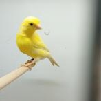 kanarie, Mâle, Canari chanteur