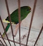GVH Kakariki Pop Groen Bont 2026, Femelle, Perruche, Bagué