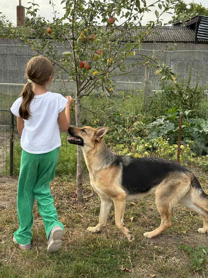 Duitse herder, Dieren en Toebehoren, Honden | Herdershonden en Veedrijvers, Teef, Herder, Fokker | Professioneel, Eén hond, België