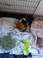 GRATIS Cavia’s op te halen, Mâle, Domestique, Avril, Cobaye