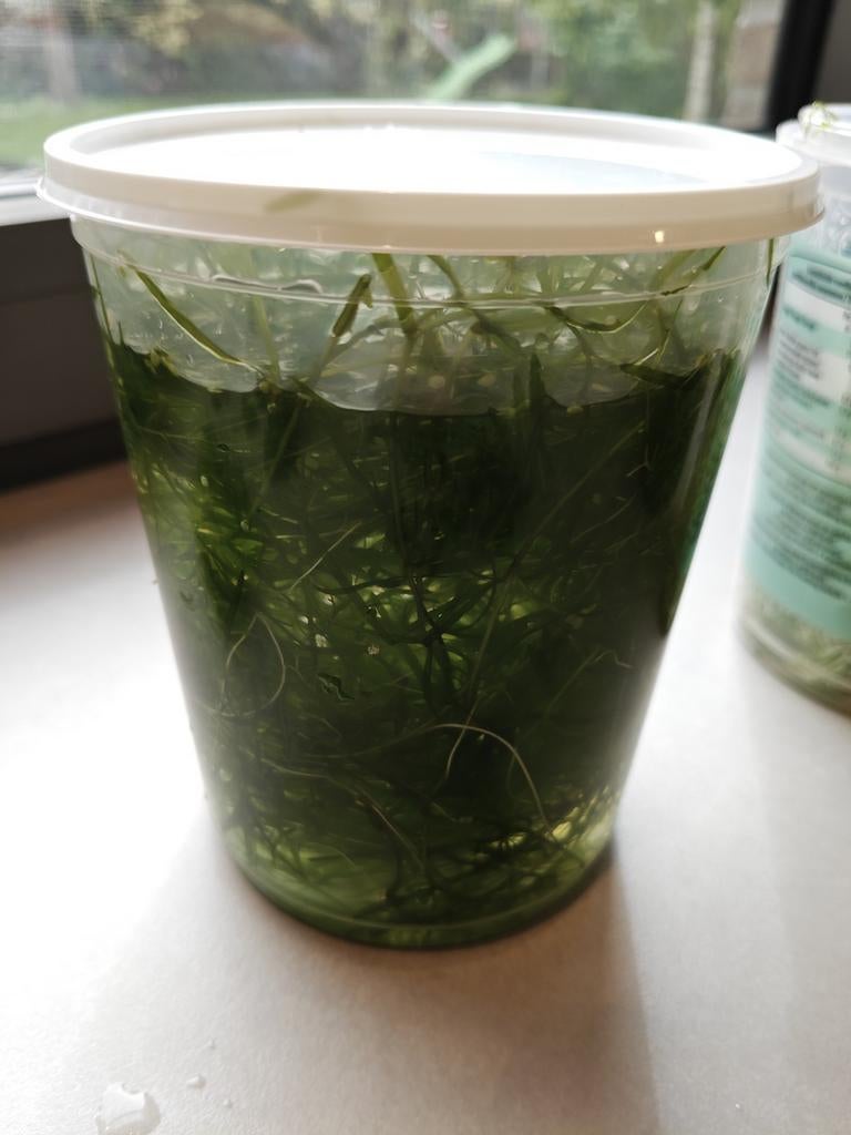 Guppygras Najas, Ophalen