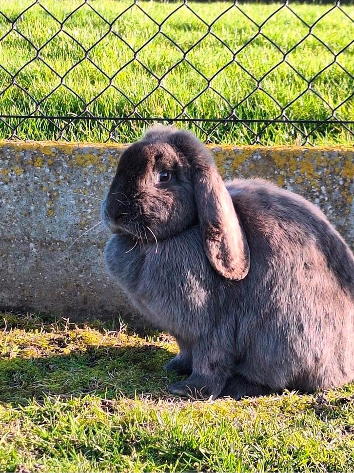 Verwacht nestje, Dieren en Toebehoren, Konijnen