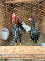 O Shamo haan en 3 hennen