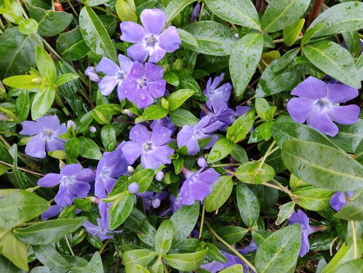 Vinca Minor, Jardin & Terrasse, Plantes | Jardin, Couvre-sol, Enlèvement