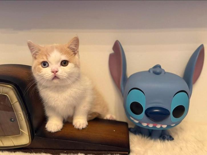 Britse korthaarkatjes — Cattery Al Samarrai, Brussel, Dieren en Toebehoren, Katten en Kittens | Raskatten | Korthaar, Kater, 0 tot 2 jaar