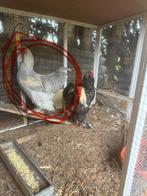 Coq Brahma à vendre, Animaux & Accessoires, Enlèvement, Comme neuf