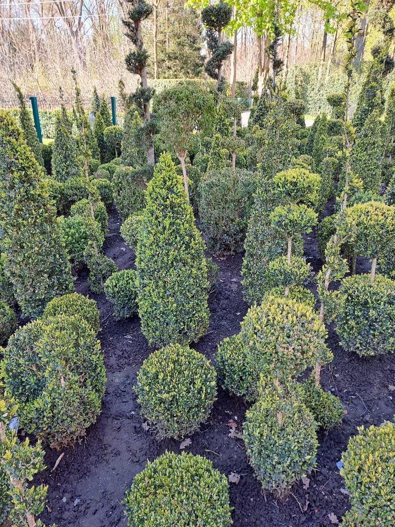 allerlei mooi geschoren buxus vormen 5€ uit te kiezen, Tuin en Terras, Ophalen, Bloeit niet, Vaste plant, Halfschaduw