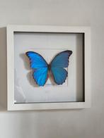 Grand papillon Morpho bleu Morpho Didius Didius, Collections, Enlèvement ou Envoi, Comme neuf, Insecte, Animal empaillé