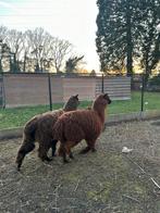 Alpaca, Dieren en Toebehoren, Schapen, Geiten en Varkens