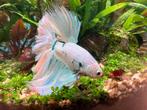 Prachtige betta/kempvis (blauw-wit), Dieren en Toebehoren, Vis