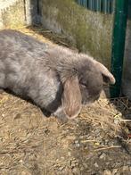 Minilop, Dieren en Toebehoren, Konijnen, Vrouwelijk, 0 tot 2 jaar