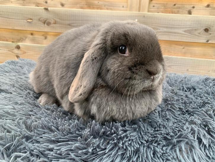 Nederlands hangoordwerg blauwe voedster, Animaux & Accessoires, Lapins, Nain, Femelle, Oreilles tombantes