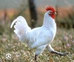 Poule de Bresse hanen, Dieren en Toebehoren, Pluimvee