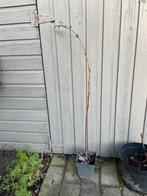 1 framboos zaailing, Tuin en Terras, Planten | Tuinplanten, Ophalen, Zomer