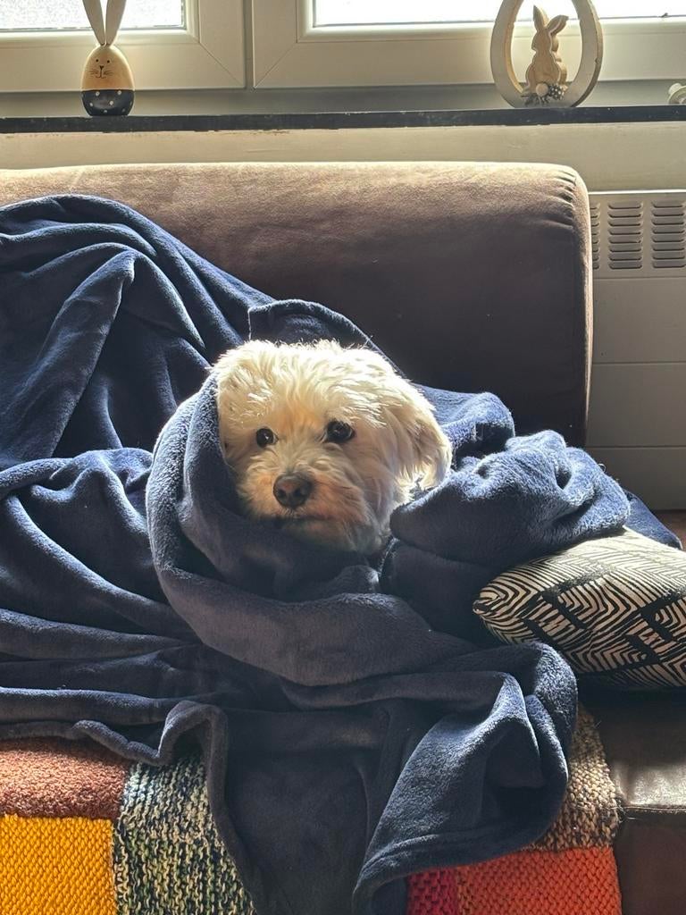 Dog sitting, Enlèvement, Neuf