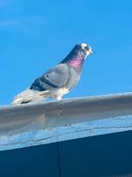 High Flyers à vendre, Plusieurs animaux, Autres espèces