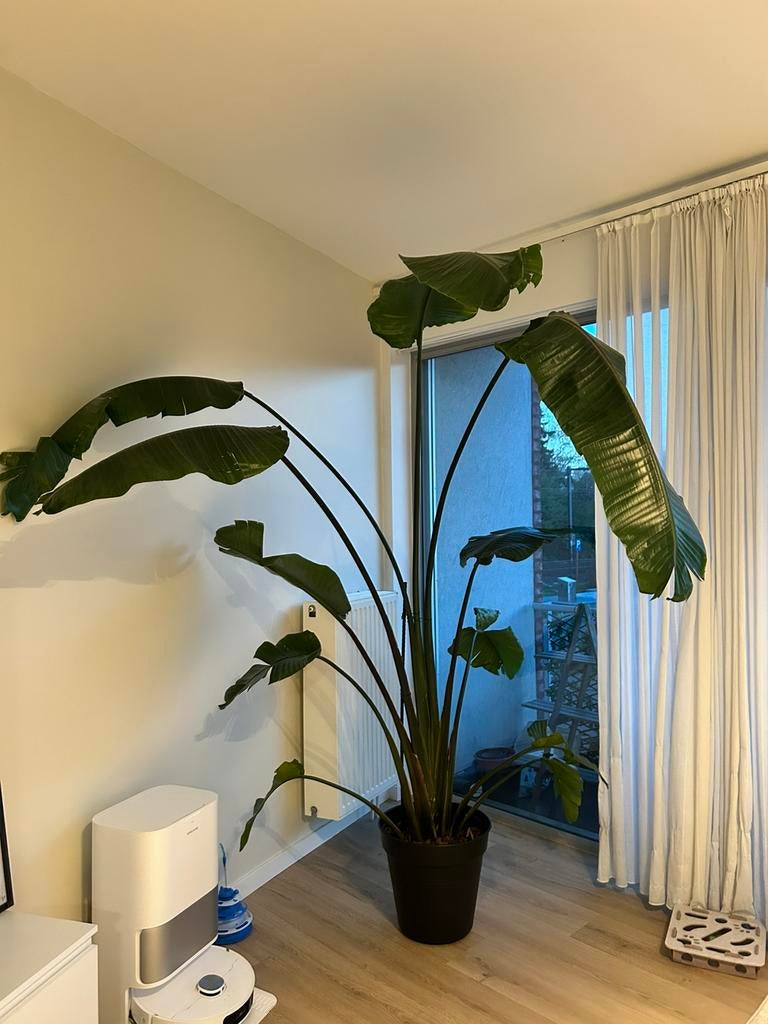 strelitzia 2m50 hoog, Maison & Meubles, Plantes d'intérieur, Enlèvement