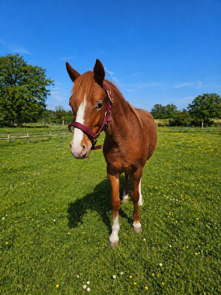 Allerliefste en knapste jaarling C/D-pony te koop, Animaux & Accessoires, Poneys, Étalon, Ne s'applique pas, Poney D (1.37 m à 1.48m)