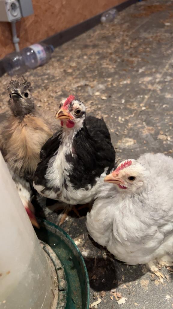 Cohin kriel- kuiken, Dieren en Toebehoren, Pluimvee, Kip, Mannelijk