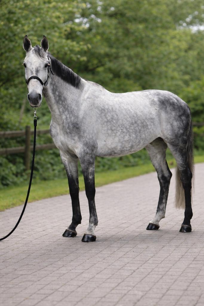 BWP merrie, Dieren en Toebehoren, Paarden, Merrie, M, 170 tot 175 cm, 7 tot 10 jaar, Springpaard, Met stamboom
