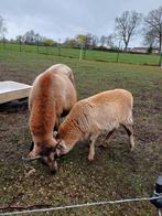 Kameroen schapen, Dieren en Toebehoren, Schapen, Geiten en Varkens, Vrouwelijk, 0 tot 2 jaar
