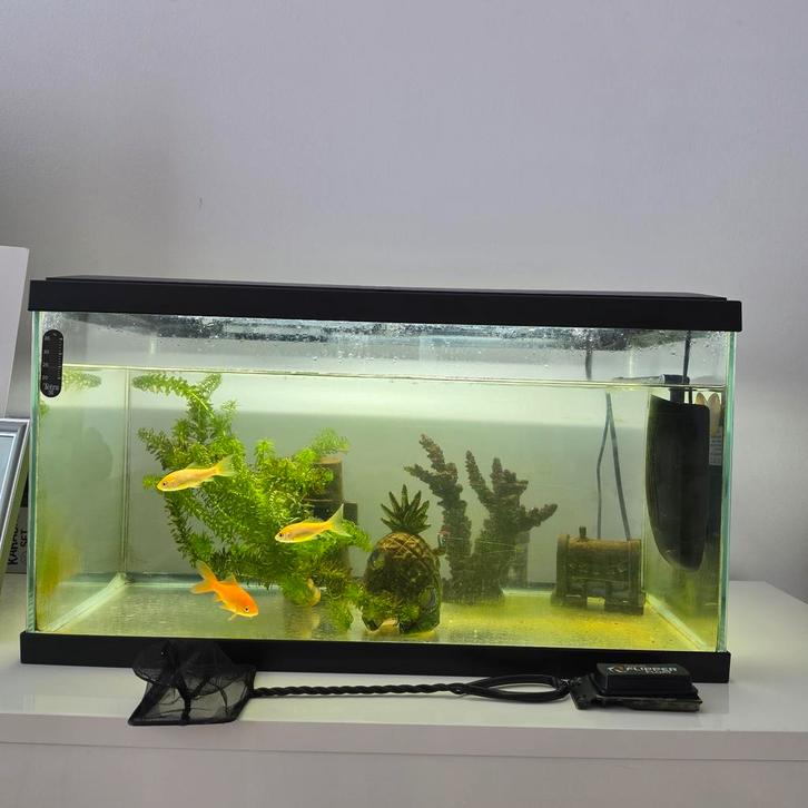 Aquarium, Animaux & Accessoires, Poissons | Aquariums & Accessoires, Enlèvement ou Envoi