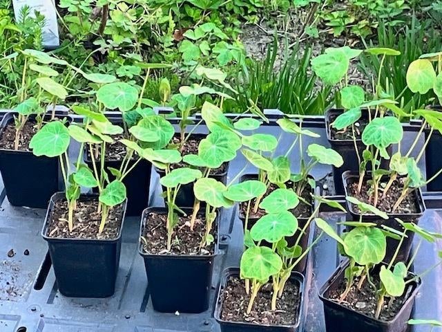 oostindische kers, Jardin & Terrasse, Bulbes & Semences, Enlèvement ou Envoi, Printemps, Plein soleil, Graine