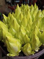 Bio volle grondwitloof eigen kweek 4€ per kg, Ophalen