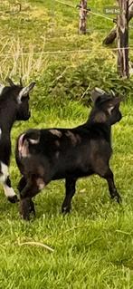 Dwerggeitjes, Animaux & Accessoires, Moutons, Chèvres & Cochons, Plusieurs animaux, Chèvre, 0 à 2 ans