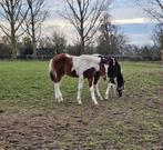 2 merrie veulens, Dieren en Toebehoren, Merrie, Gechipt