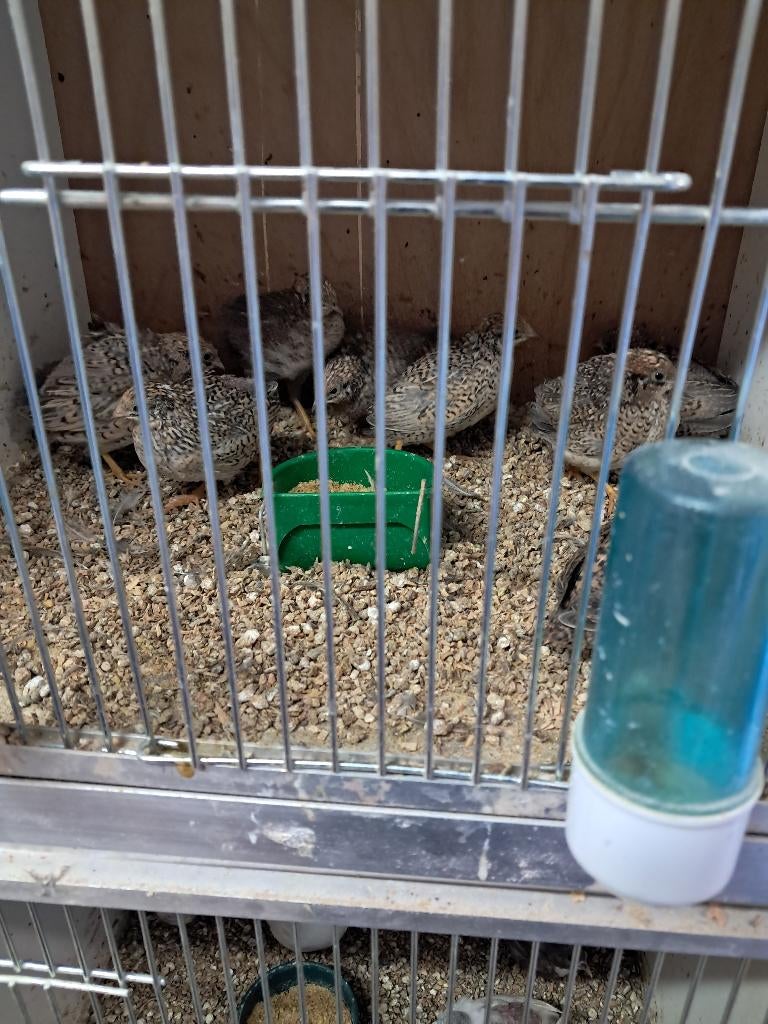 Chinese dwergkwartels