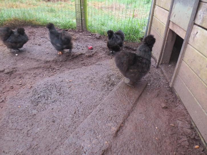 zwarte gebaarde zijdehoenders, Dieren en Toebehoren, Pluimvee, Kip, Meerdere dieren