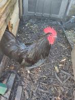 Kippen, Dieren en Toebehoren, Pluimvee