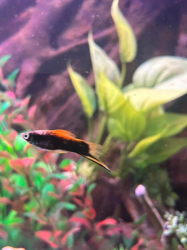 Xiphophorus (zwaarddragers) mannelijk