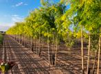 Gleditsia sunburst | meerstammige bomen in maten, Enlèvement ou Envoi