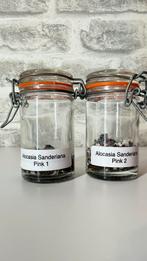 Alocasia Sanderiana Nobilis Pink Variegata, Enlèvement, Comme neuf