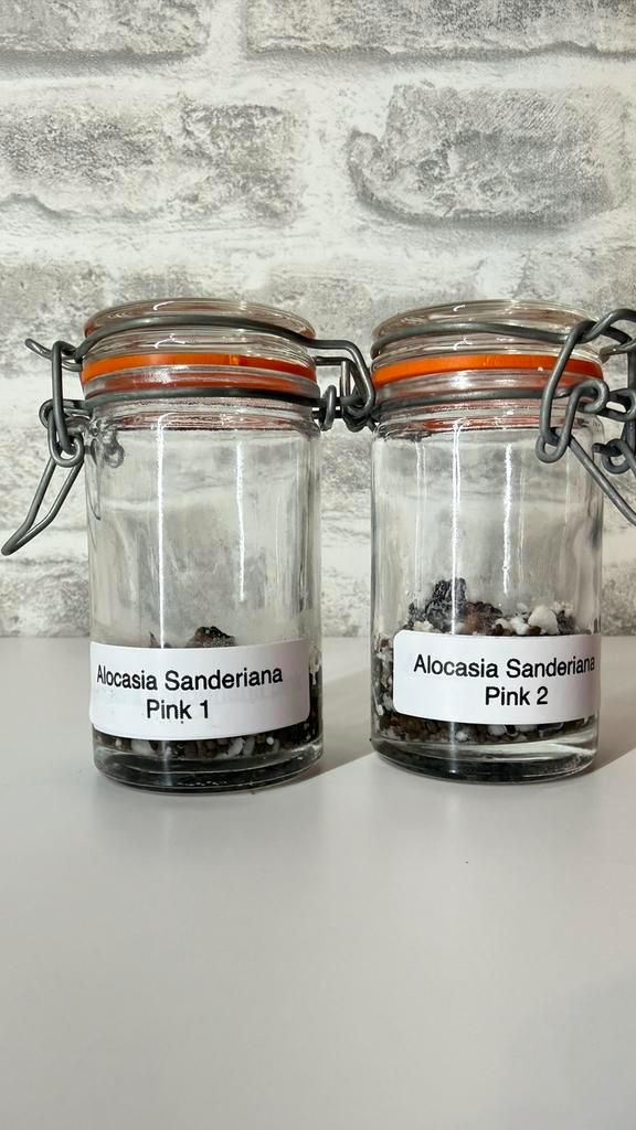 Alocasia Sanderiana Nobilis Pink Variegata, Maison & Meubles, Accessoires pour la Maison | Bougeoirs & Bougies, Comme neuf, Enlèvement