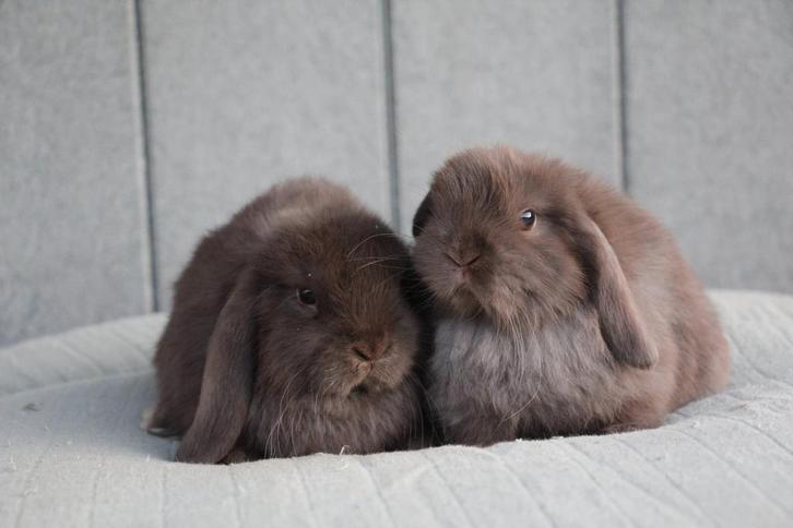 Koppel nhd choco, Dieren en Toebehoren, Konijnen, Klein, Meerdere dieren, 0 tot 2 jaar, Hangoor