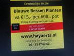 BLAUWE BESSEN PLANTEN IN POT, Ophalen, Overige soorten, Struik, 100 tot 250 cm