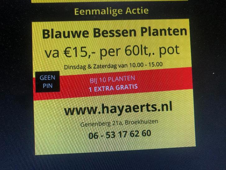 BLAUWE BESSEN PLANTEN IN POT, Tuin en Terras, Planten | Struiken en Hagen, Struik, Overige soorten, 100 tot 250 cm, Ophalen