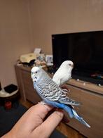 Perruche ondulée a vendre 25€, Mâle, Perruche, Domestique