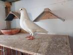 Witte reisduif, Animaux & Accessoires, Oiseaux | Pigeons, Mâle, Pigeon voyageur