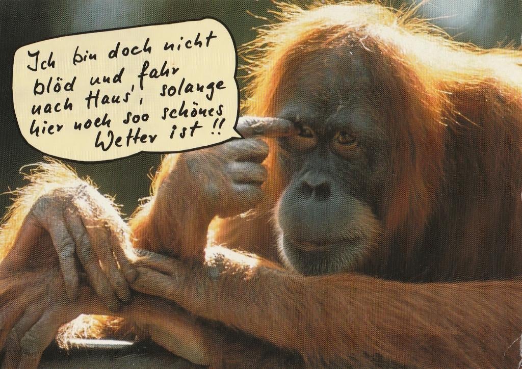 ORANG-OETAN   +  Mooie postzegel !, Verzamelen, Postkaarten | Dieren, Verzenden, 1980 tot heden, Gelopen, Wild dier