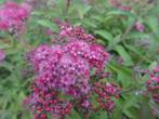 spirée du japon (deux arbustes), Jardin & Terrasse, Enlèvement, Haie