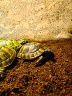 Testudo graeca ibera '25, Dieren en Toebehoren, Reptielen en Amfibieën