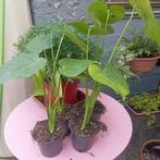 Monstera deliciosa monkey plante d'intérieur jardin, Enlèvement