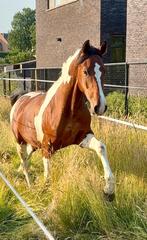 Ter dekking Heterozygoot bonte hengst, Dieren en Toebehoren, Hengst