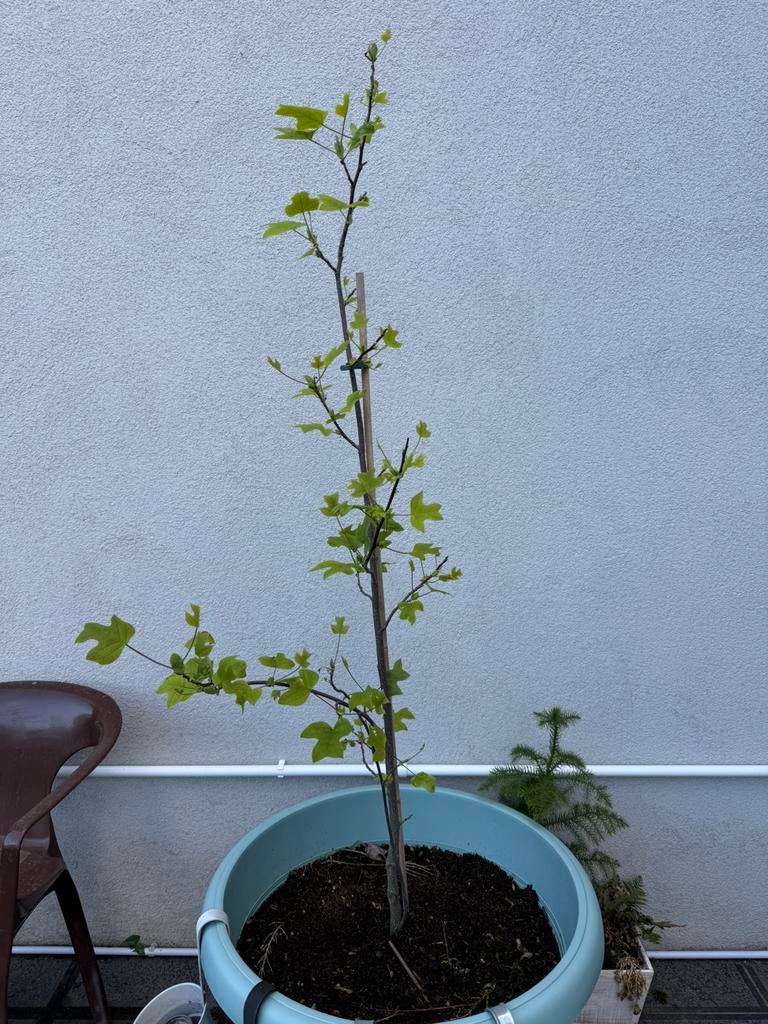 Tulpenboom uit Virginia, Ophalen, Volle zon, Zomer