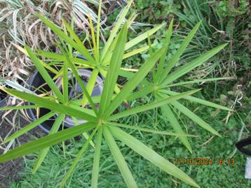Papyrus plante               beschikbaar voor biedingen